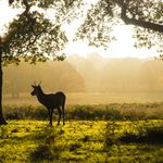 A deer in Richmond Park