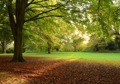 One of many great parks in which to meet your personal trainer in Ealing