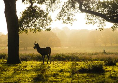 A deer in Richmond Park