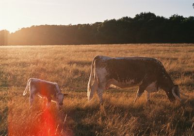 Personal trainers in St Albans