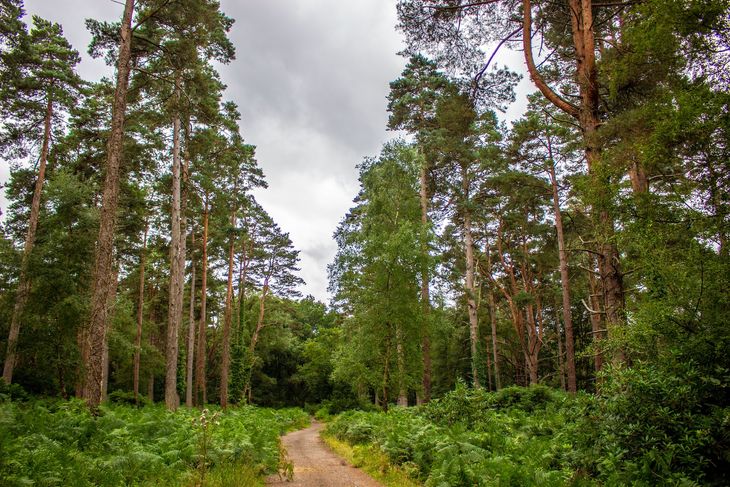 A forest in Fleet and a popular personal training location.