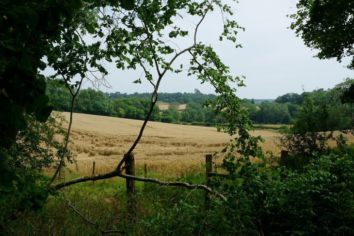 A field in Byfleet, Surrey.