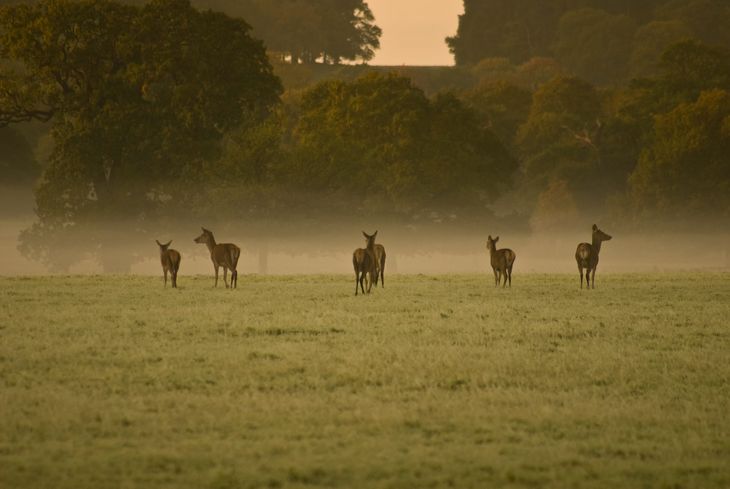 Deer near Egham, Surrey. 