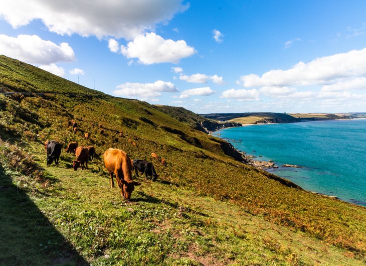 The coast near Plymouth