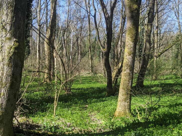 A forest in St Albans