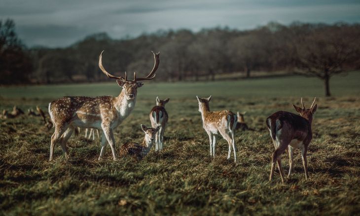 Deer in Richmond Park, a great place to meet your personal trainer in Richmond