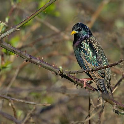 A bird in a park near Aldersbrook