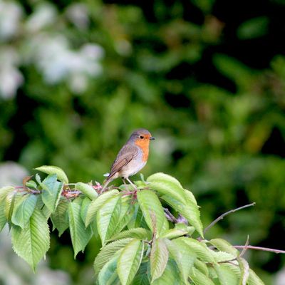 A robin in Aldridge, West Midlands