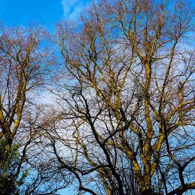 Trees in a park near Alperton