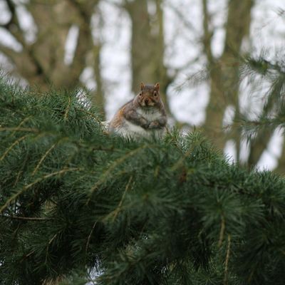 A squirrel in a park near Bandon Hill