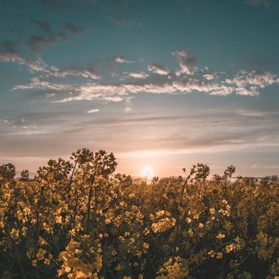 A field near Crowborough