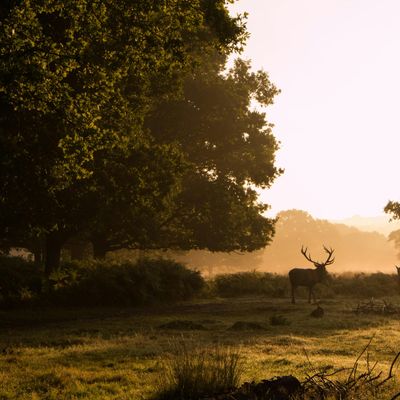 Richmond Park