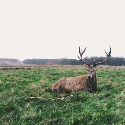 A deer in Richmond Hill