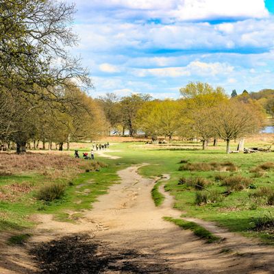 Richmond Park, near Hampton Wick