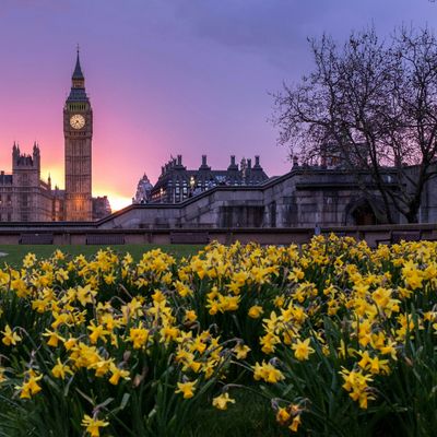 Flowers in London