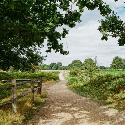Richmond Park, near North Sheen
