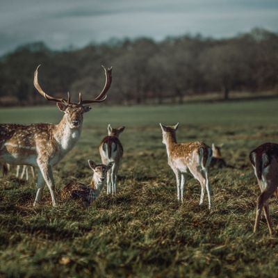 Richmond Park, a great place to meet with your personal trainer in Richmond. 