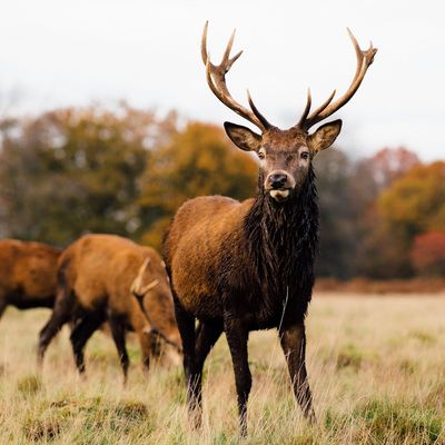 Deer in Richmond
