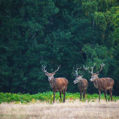 Richmond Park